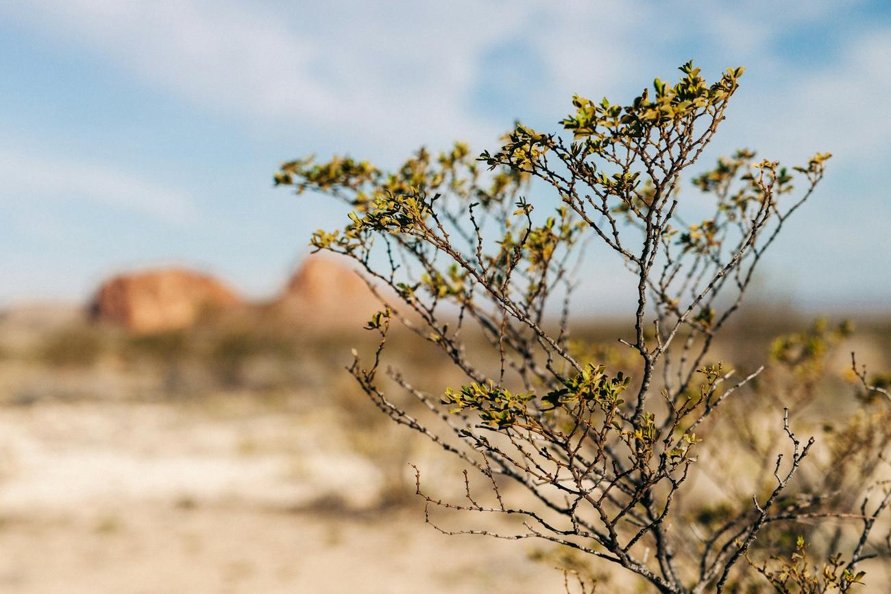 A desert shrub in bloom against pale sand and distant hills