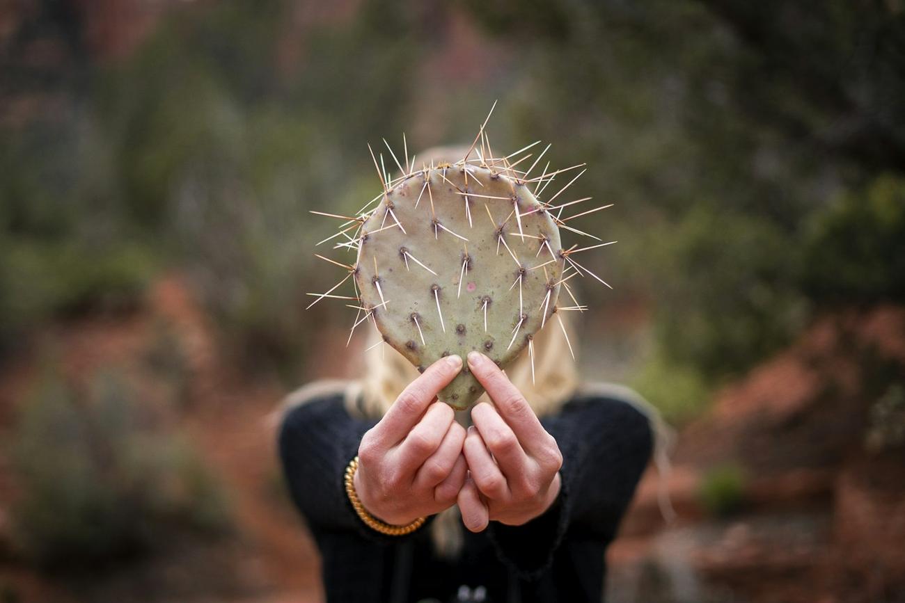Hands cupped around a small round cactus