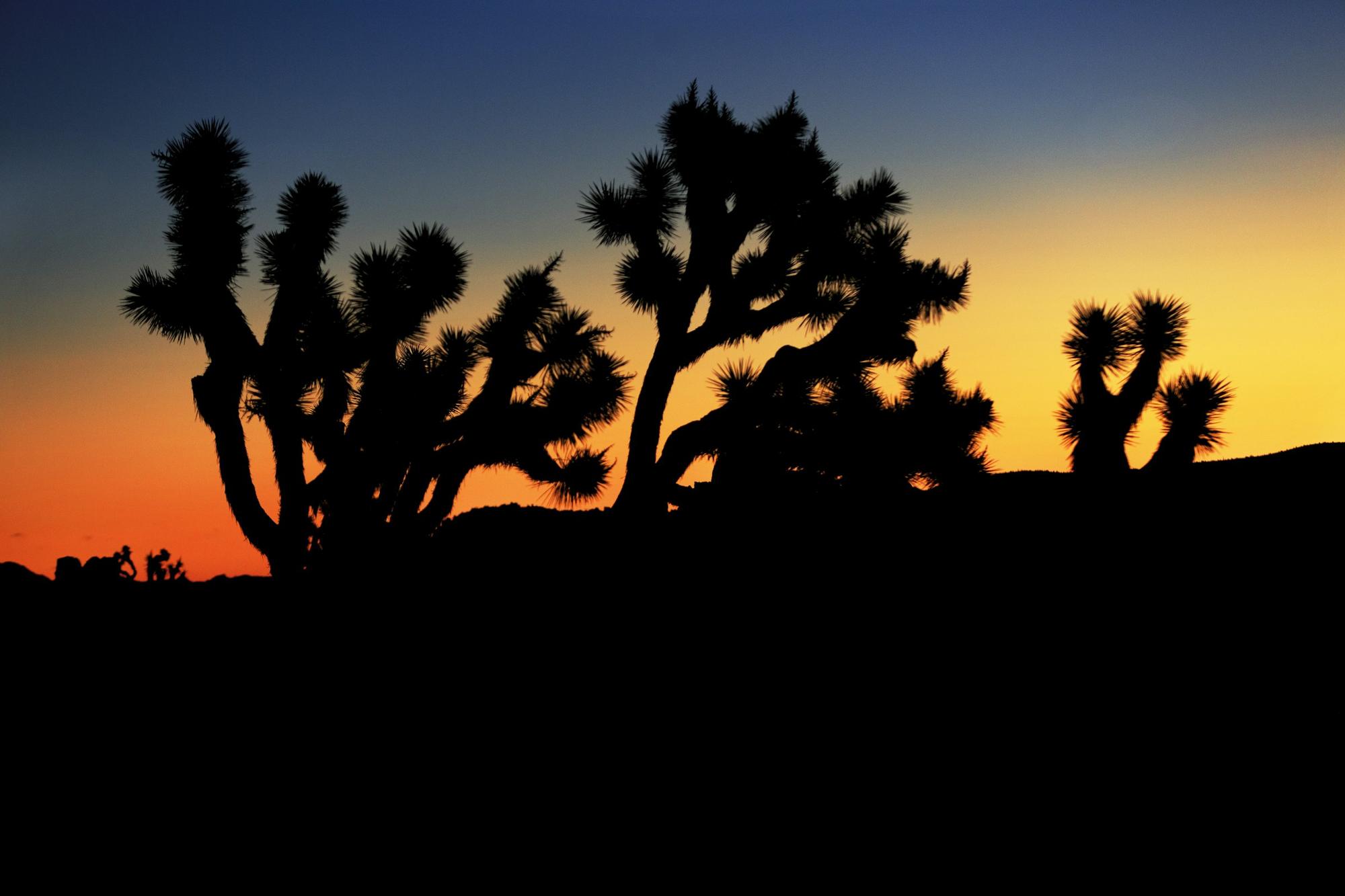 Joshua trees in silhouette against a desert sunset