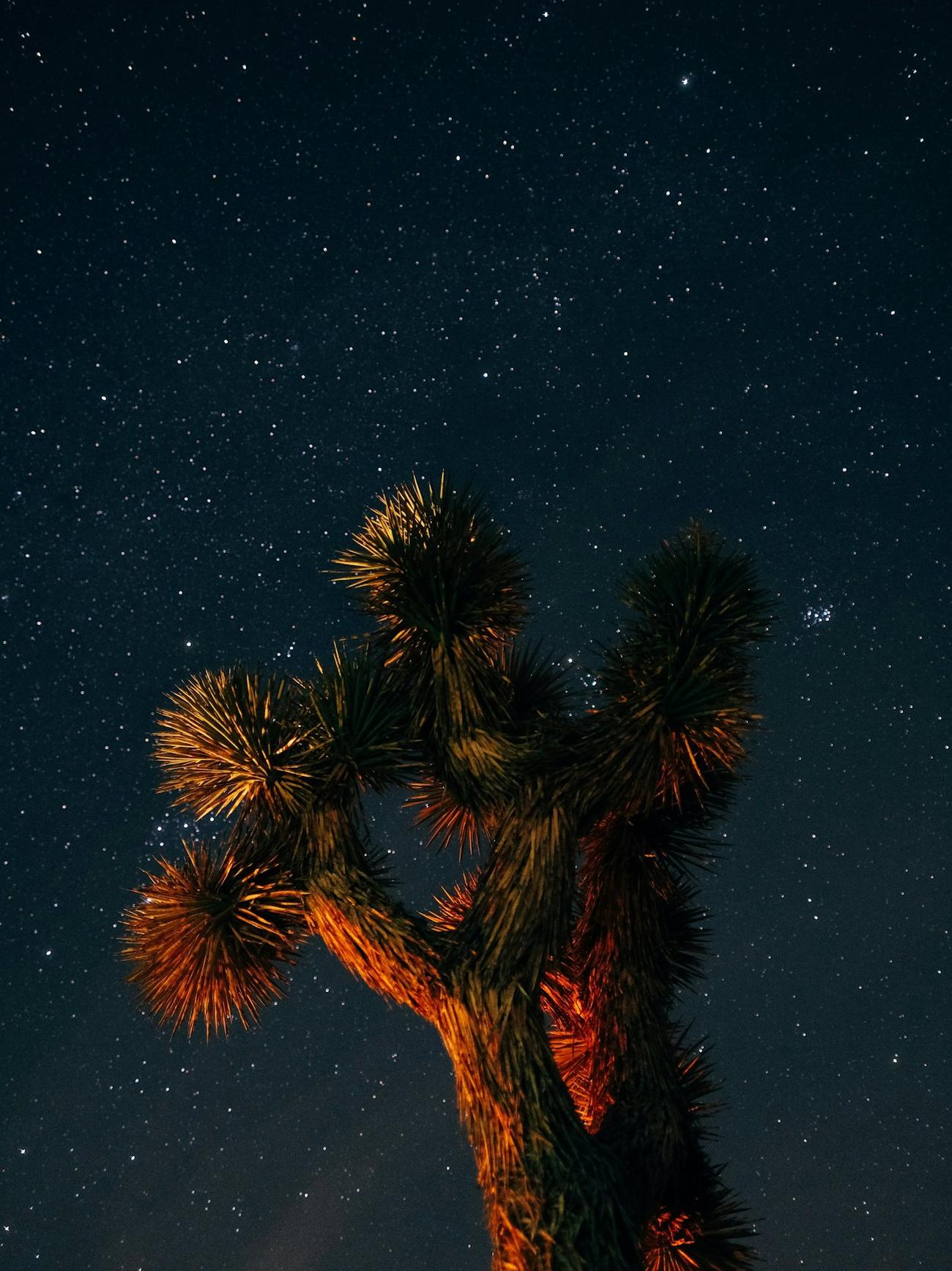 A Joshua tree lit from below against the stars