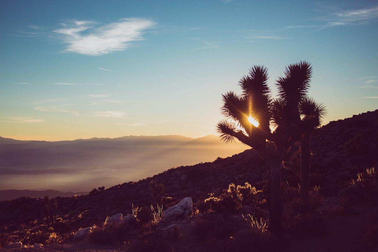 A Joshua tree on a slope as the sun sets