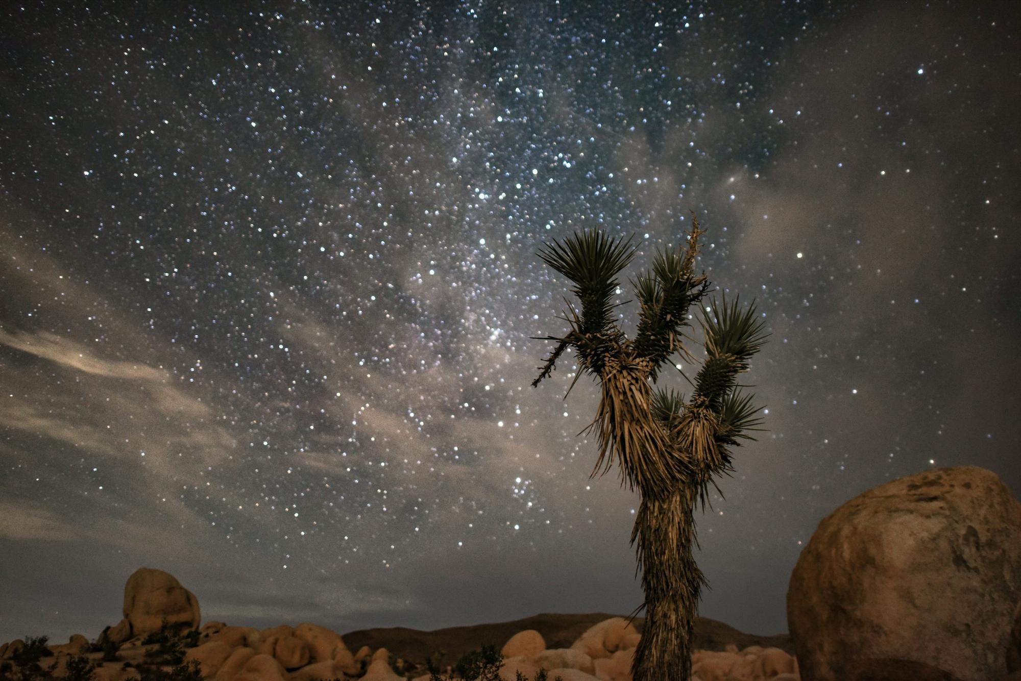 A Joshua tree beneath the Milky Way